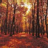 20 Napkins Sunny Autumn Forest | B?ume | Forest |
