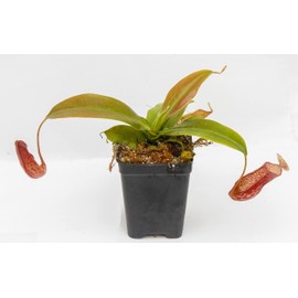 Carnivero Tropical Pitcher Plant - Nepenthes Gaya - Carnivorous Plant, L