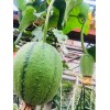 KSGARDEN 5 PCS TAIWAN APPLE LUFFA F1 SUPER SWEET ,