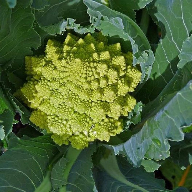 UtopiaSeeds Romanesco Seeds - Broccoli Romanesco Seeds - Romanesco Cauliflower