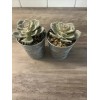 Unbranded Fake Plants