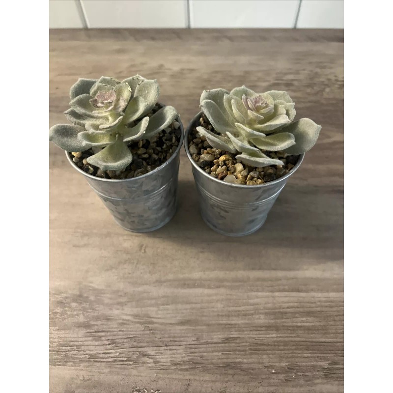 Unbranded Fake Plants