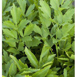 Outsidepride Lovage Herb Plant Seeds - 1000 Seeds