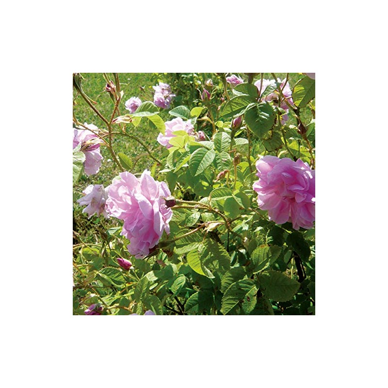 NEAL'S YARD REMEDIES Rose Daily Moisture Cream 3.4 fl oz