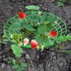 Pumtus 20 Pack Strawberry Supports, Strawberry Plant Stand With 3