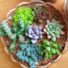 100pcs Mixed Rare Succulent Seeds, Mult-Color Indoor/Outdoor Plant
