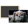 The Neverending Story 1984 Fantasy Film Falkor Luck Dragon Fridge
