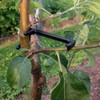 100PCS Adjustable Fruit Branch Spreader to Support New Branch Growth