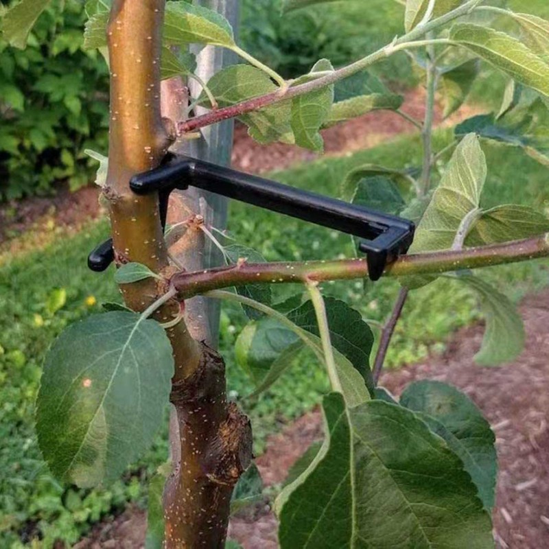 100PCS Adjustable Fruit Branch Spreader to Support New Branch Growth