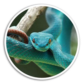 2 x 10cm Blue Viper Snake Vinyl Stickers - Wild Sticker Laptop Luggage #8295 (10cm Wide)