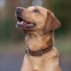 Baker and Bray Luxury Eco Friendly Genuine Leather Designer Dog