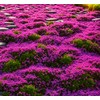 Buroifamily 1000 Pcs Seeds - Breckland Creeping Thyme Seeds -