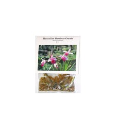 Arundina Graminifolia Roots 1 Pack (2 Roots) Bamboo Orchid Rv34