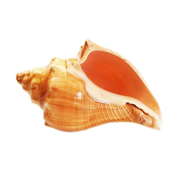 Florida Shells and Gifts Inc. Select Vole Shell (3") Natural