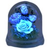 ArtFour Season Half "Glowing Rose" Firefly Preserved Flowers