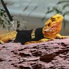 Hypeety Bearded Dragon Harness and Leash Set Adjustable Escape Proof