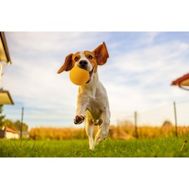 OllyDog Happy Camper Ball, Solid Rubber Bouncy Ball for Dog Aggressive Chewers, Natural Rubber, for Dogs Under 50lbs, 2.5 Inches Diameter (Mango)