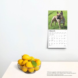 French Bulldogs | 2025 7 x 14 Inch Monthly Mini Wall Calendar | BrownTrout | Animals Dog Breeds