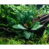 Potted Anubias Plants | Live Freshwater Aquatic Plants for Aquariums