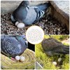 aleawol Pack of 50 Fake Pigeon Eggs, Solid Plastic Pigeon