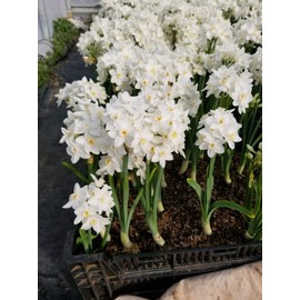 40 Ziva Paperwhites Ready to Grow!- Indoor Narcissus: Narcissus Tazetta: Nice, Healthy Bulbs for Holiday Forcing!!