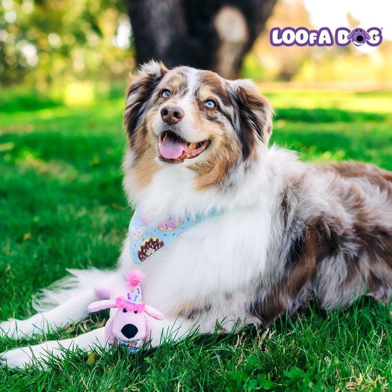 Multipet Loofa Dog Plush Toy w/ Birthday Hat - Squeaky