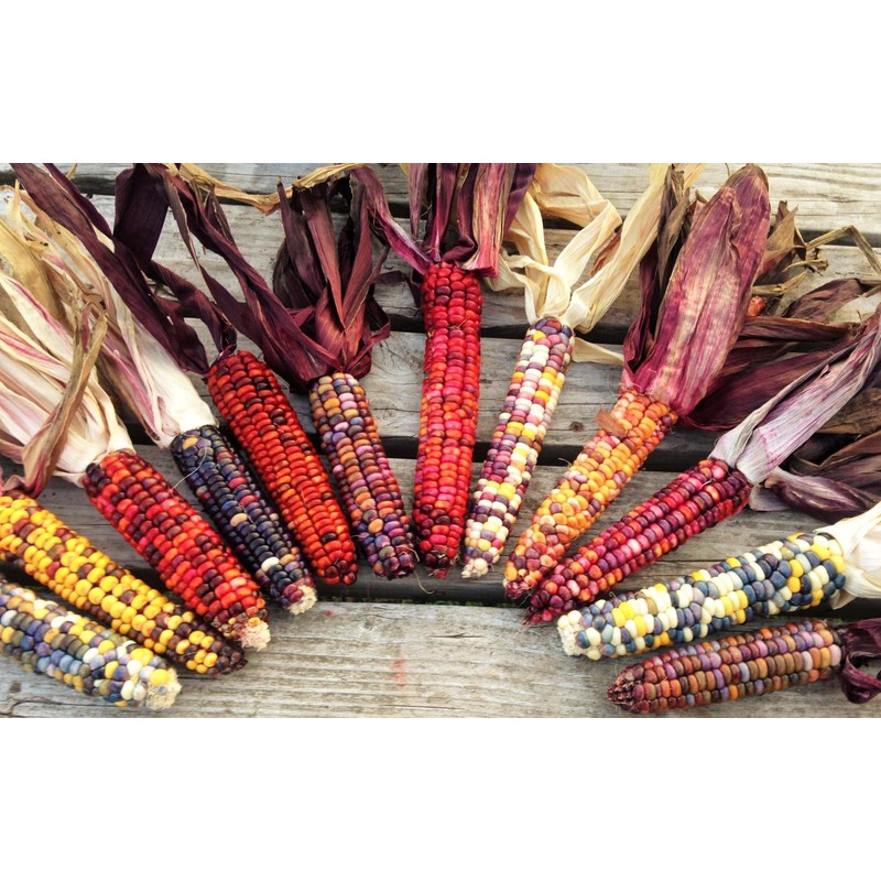 TomorrowSeeds - Painted Mountain Ornamental Corn (USDA Organic) Seeds -
