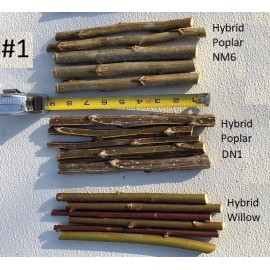 Unbranded hybrid poplar cuttings, hybrid willow cuttings, fast growing tree - Hybrid Poplar NM6 (100)