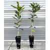 Thai Greenhouse Kaffir Lime Tree- Grafted Semi-Dwarf Kaffir Lime (Thai