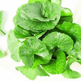 What a good day Centella asiatica extract powder powder, tiger plant, gotu kola extract 200g/2 / 병풀 추출분말 가루 호랑이풀 고투콜라 추출물 200g/2