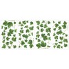 Evergreen Ivy Wall Stickers (Japan Import)