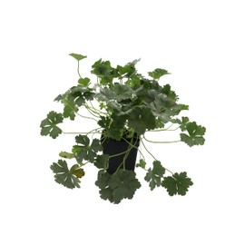Greenwood Nursery: Live Perennial Plants - 'Biokovo' Cranesbill + Geranium x Cantabrigiense - [Qty: 1x Pint Pot] - (Click for Other Available Plants/Quantities)