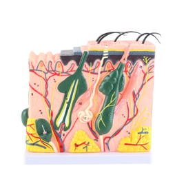 3D Human Skin Model 50X Magnification Anatomy Teaching Aid for Biology Teaching PVC Material 25 Charts