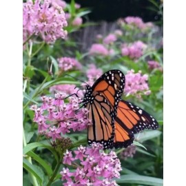 100 Swamp Milkweed Seeds, Monarch Butterfly & Pollinator Attractor, Genuine USA