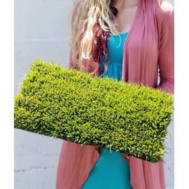 Zoysia Plugs - 100 Large Plugs, Drought Tolerant, Low Maintenance