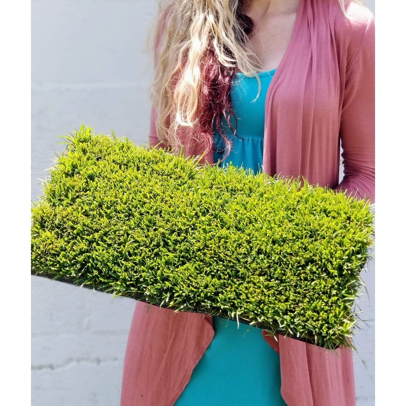 Zoysia Plugs - 100 Large Plugs, Drought Tolerant, Low Maintenance