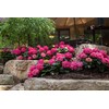 Premier Plant Solutions 21376 Summer Crush Hydrangea Macrophylla Flowering Shrub