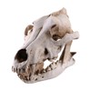 Resin Wolf Skull Wolf Skull Model Decoration Craft Film Props