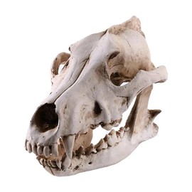 Resin Wolf Skull Wolf Skull Model Decoration Craft Film Props Collection Crafts Home Decoration Garden Decoration