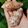 Large Conus Textile Cowrie Cone Natural Seashell Rare Real Beach