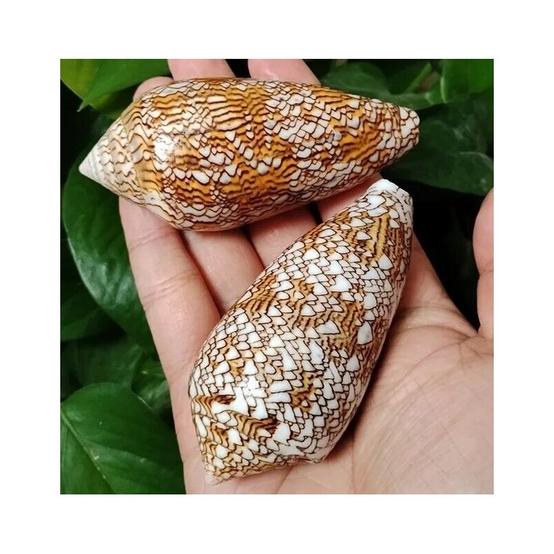 Large Conus Textile Cowrie Cone Natural Seashell Rare Real Beach