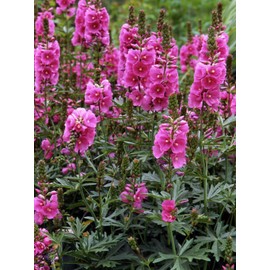 Rose Checker Mallow Perennial Flower Seeds, 25+ Flower Seeds Per Packet, (Isla's Garden Seeds), Non GMO Seeds, Scientific Name: Sidalcea Virgata, Great Home Flower Garden Gift