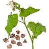 Organic Buckwheat Seeds Powder, , ,