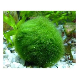 New Marimo Moss 3 Balls 0.5 inch (1.3cm) (Cladophora) Live Plant Aquarium In USA