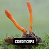 Cupplement - Cordyceps Powder 60 g - Organic - Highest