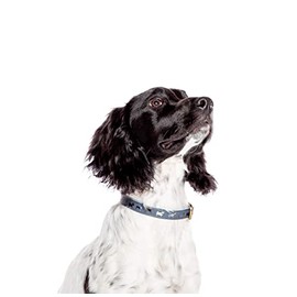 Danish Design FatFace Marching Dogs Dog Collar Medium 40–50cm - Leather Trim - Metal Buckle - Blue