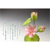 Buddhen Endo Brand: Buddha Equipment, Buddha Flowers, Silk Flower (Real