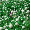 Outsidepride White Gomphrena Seeds - 1000 Pcs Annual, Heat &