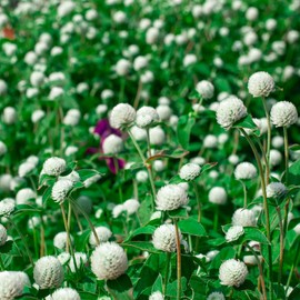 Outsidepride White Gomphrena Seeds - 1000 Pcs Annual, Heat & Drought Tolerant, Pollinator Friendly Globe Amaranth Seeds for Planting w/Vibrant Round Blooms for Beds, Borders, and Arrangements