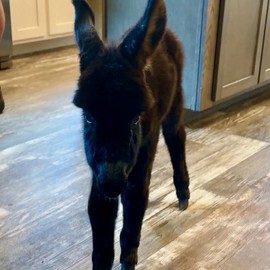 Cash The Baby Donkey - A Tale of Unconditional Love and Resilience by Sara Weldon, Illustrated by Vic Guiza